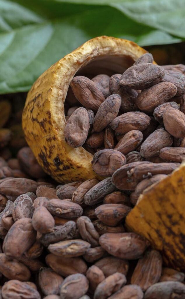 Cacao CCN51