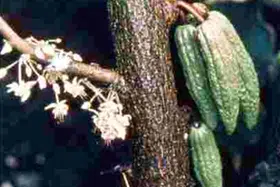 Floración, Fructificación Y Cosecha Del Cacao