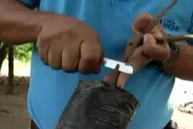 Injertación De Varetas De Cacao Nacional A “Plantas Patrones”