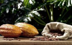 Tipos de Cacao