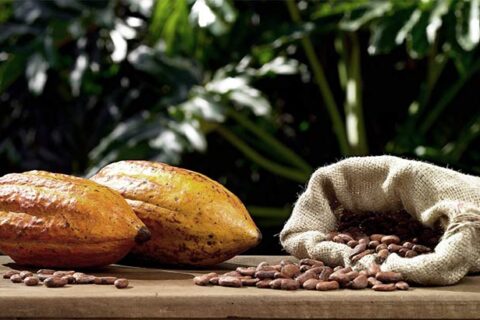 Tipos de Cacao