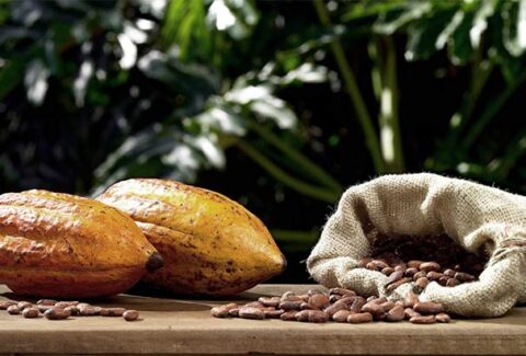 Tipos de Cacao