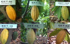 Materiales Para La Siembra De Cacao Y Su Propagación