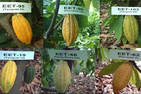 Materiales Para La Siembra De Cacao Y Su Propagación