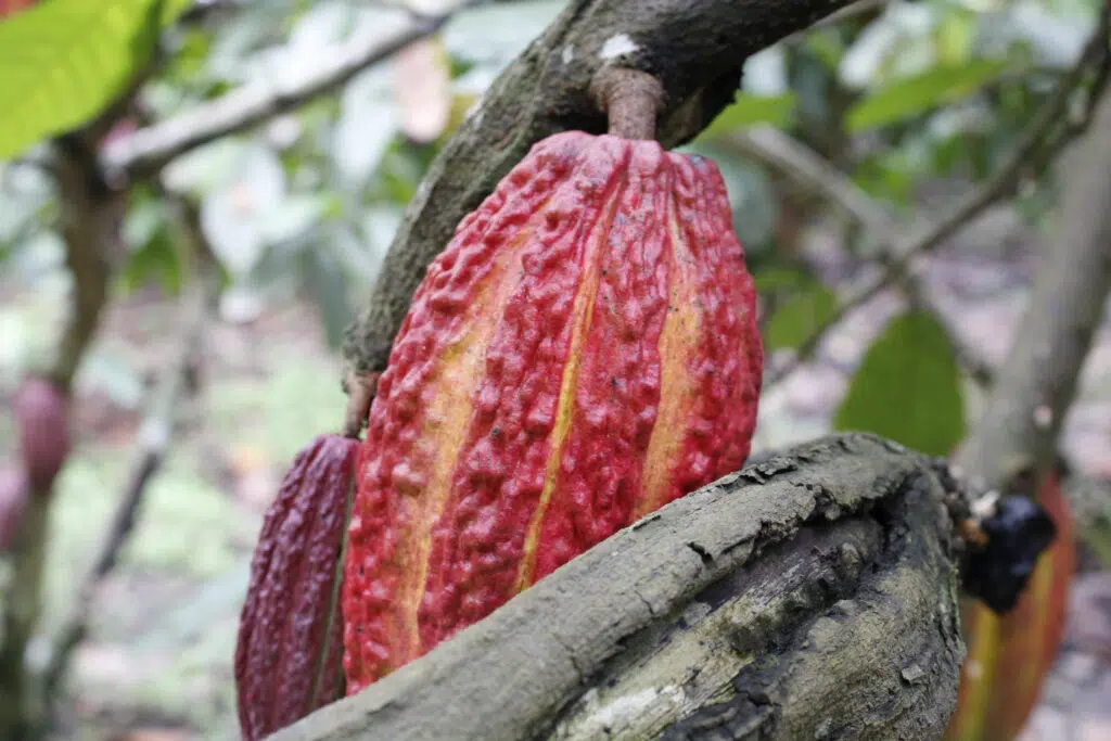 CACAO
